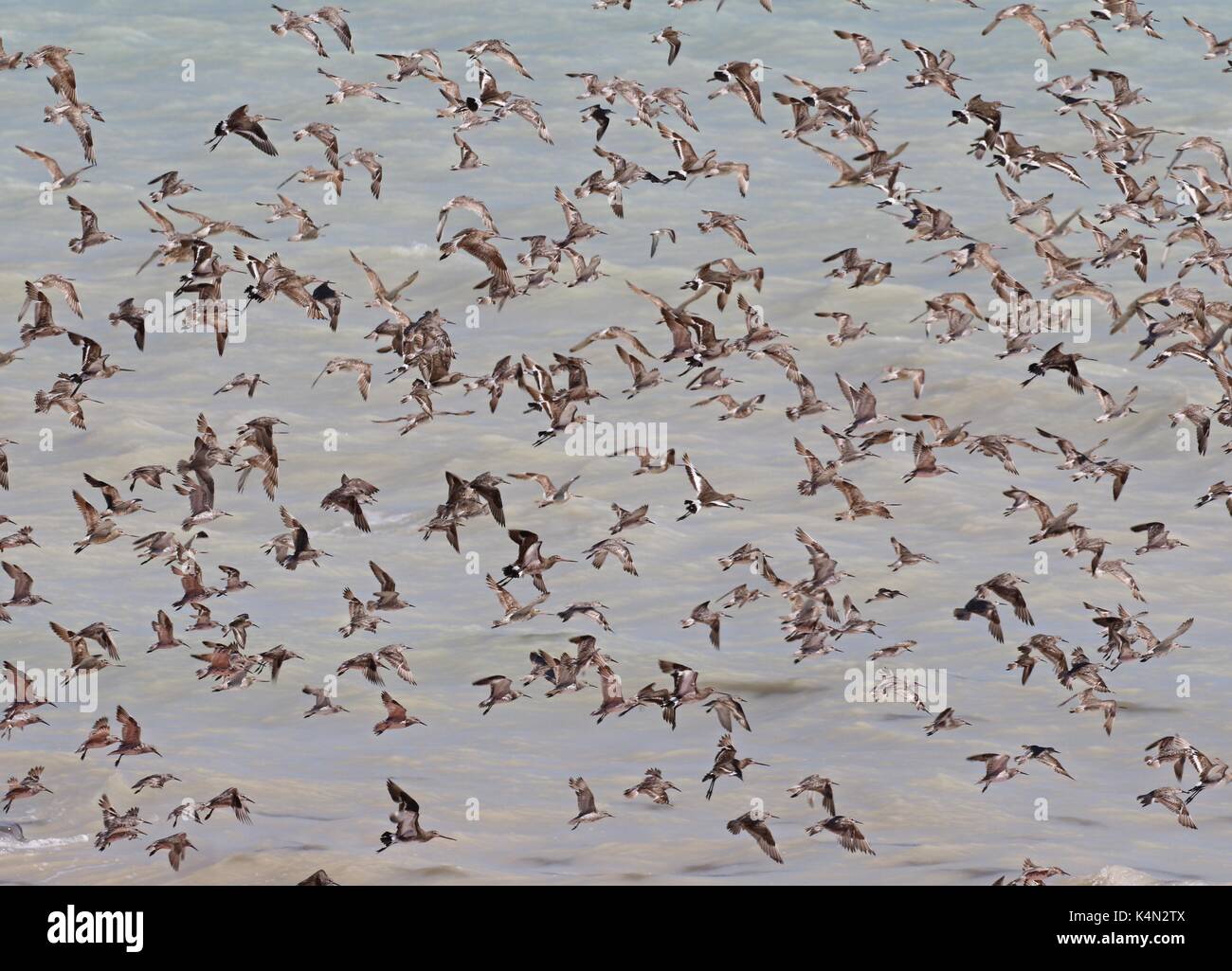 Un grand groupe d'échassiers s'envolent près de l'observatoire d'oiseaux de Broome, Australie occidentale Banque D'Images
