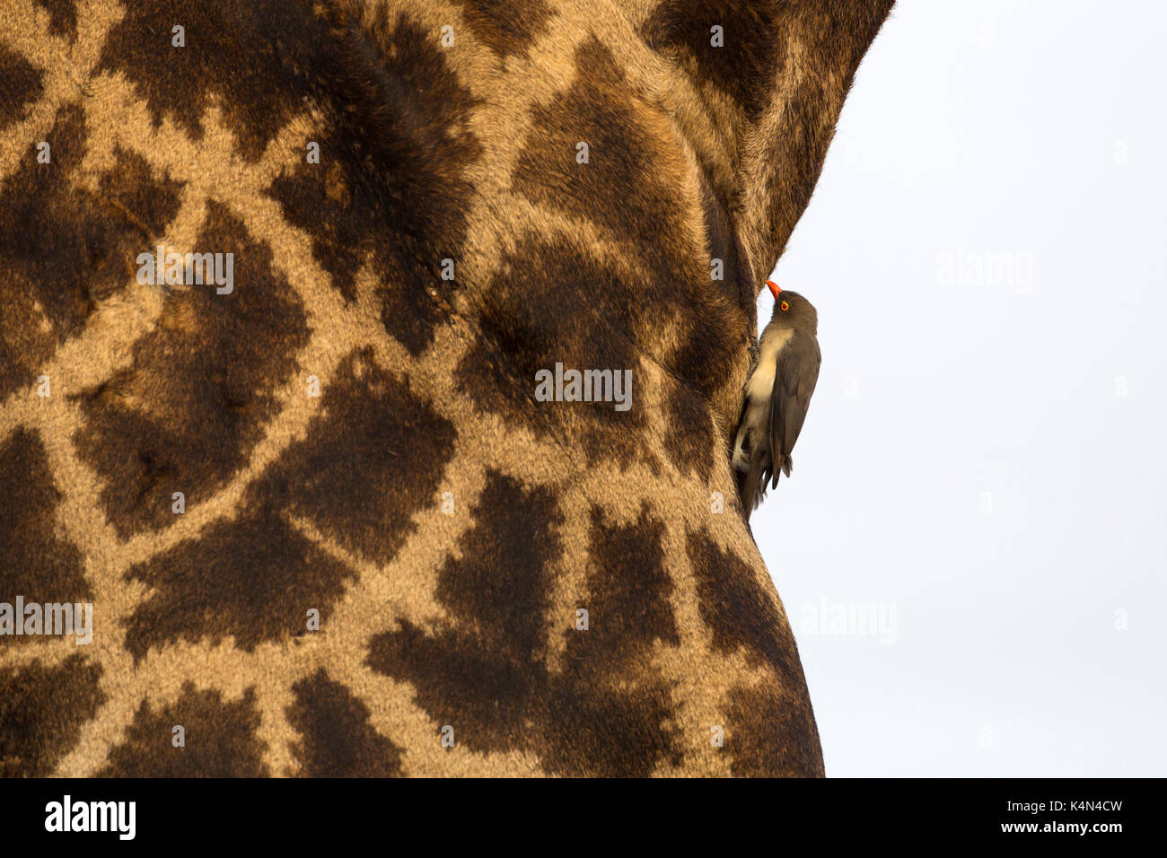Girafe (Giraffa camelopardalis) avec redbilled oxpecker, Kruger National Park, Afrique du Sud, l'Afrique Banque D'Images