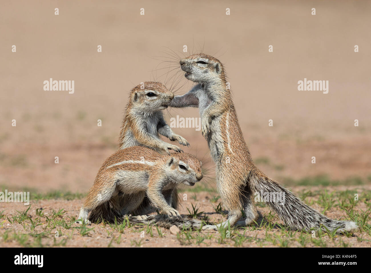 Les jeunes écureuils terrestres (ha83 inauris), kgalagadi transfrontier park, Northern Cape, Afrique du Sud, l'Afrique Banque D'Images