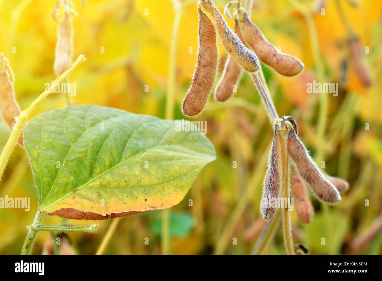 Les plants de soja mûres poussant dans un champ de soja. L'agriculture. Banque D'Images