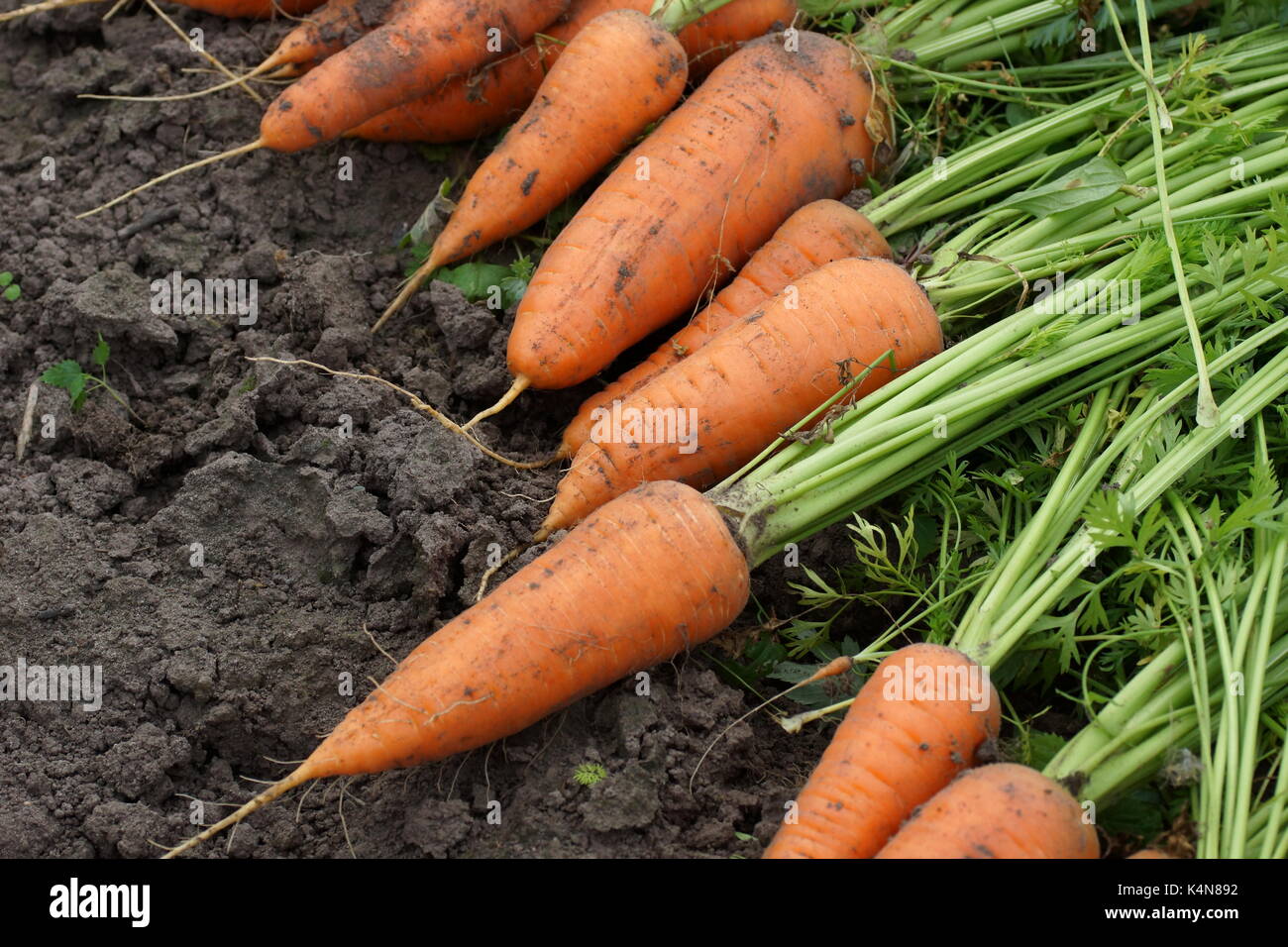 Carottes biologiques frais de récolte sur le terrain. farm travail saisonnier. Banque D'Images