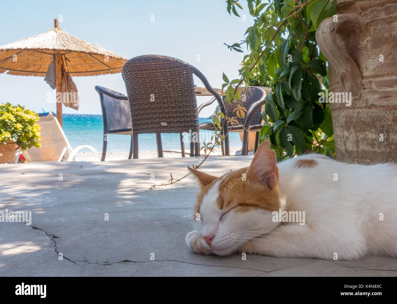 Cat sleeping in Greek restaurant en bord de mer, Kato Zakros, Crète Banque D'Images