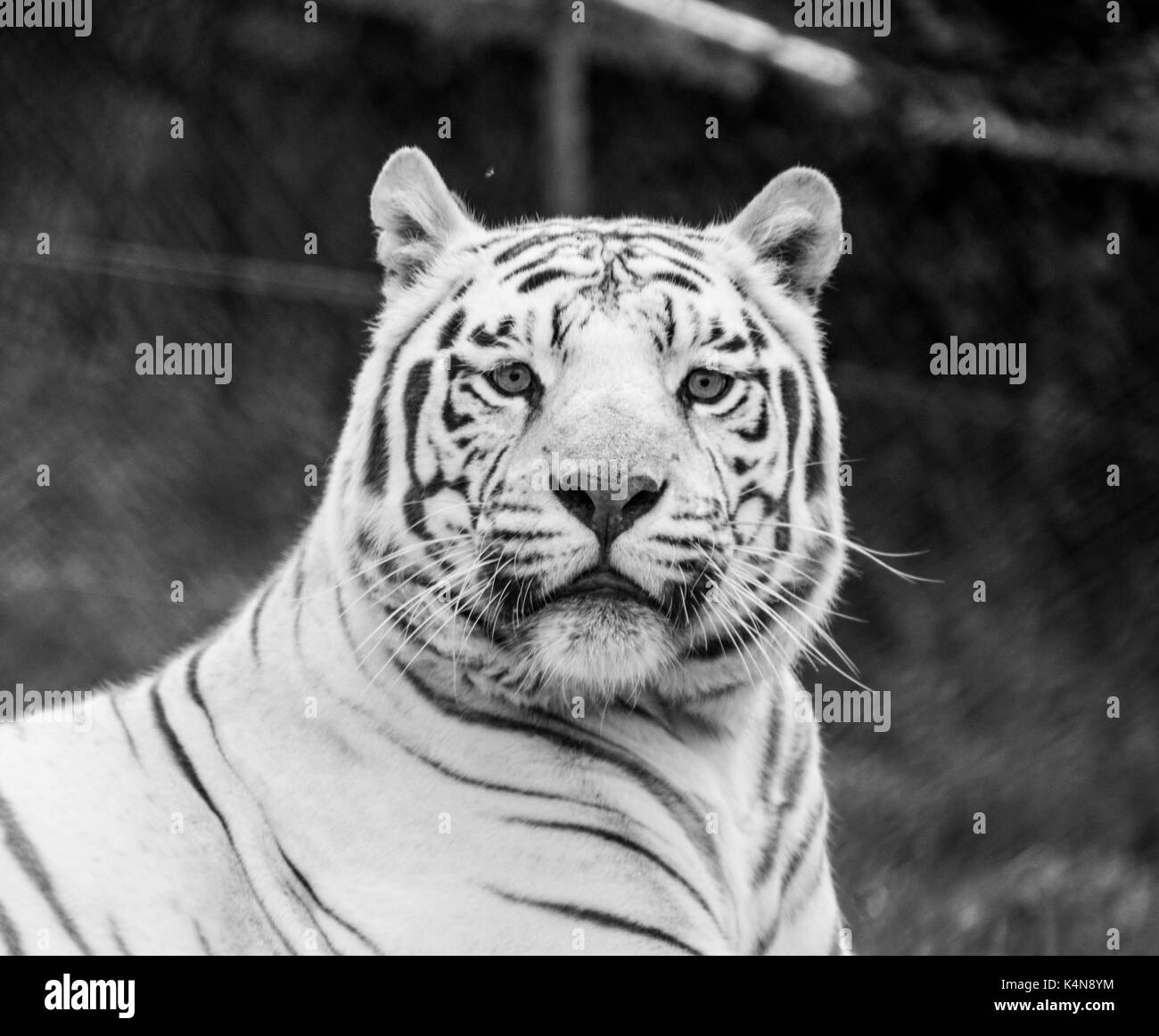 Un tigre blanc dans un parc Safari en noir et blanc Banque D'Images