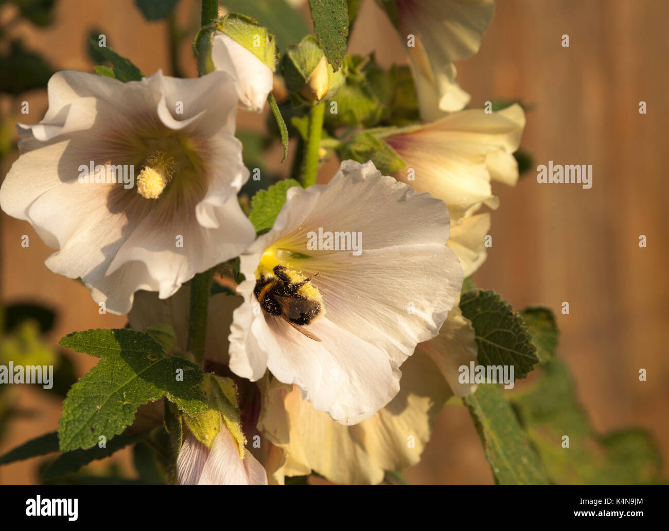 Un buff-tailed bumblebee enduite dans l'intérieur du pollen de la fleur d'un mauve sur une chaude soirée d'été dans un jardin anglais. Banque D'Images