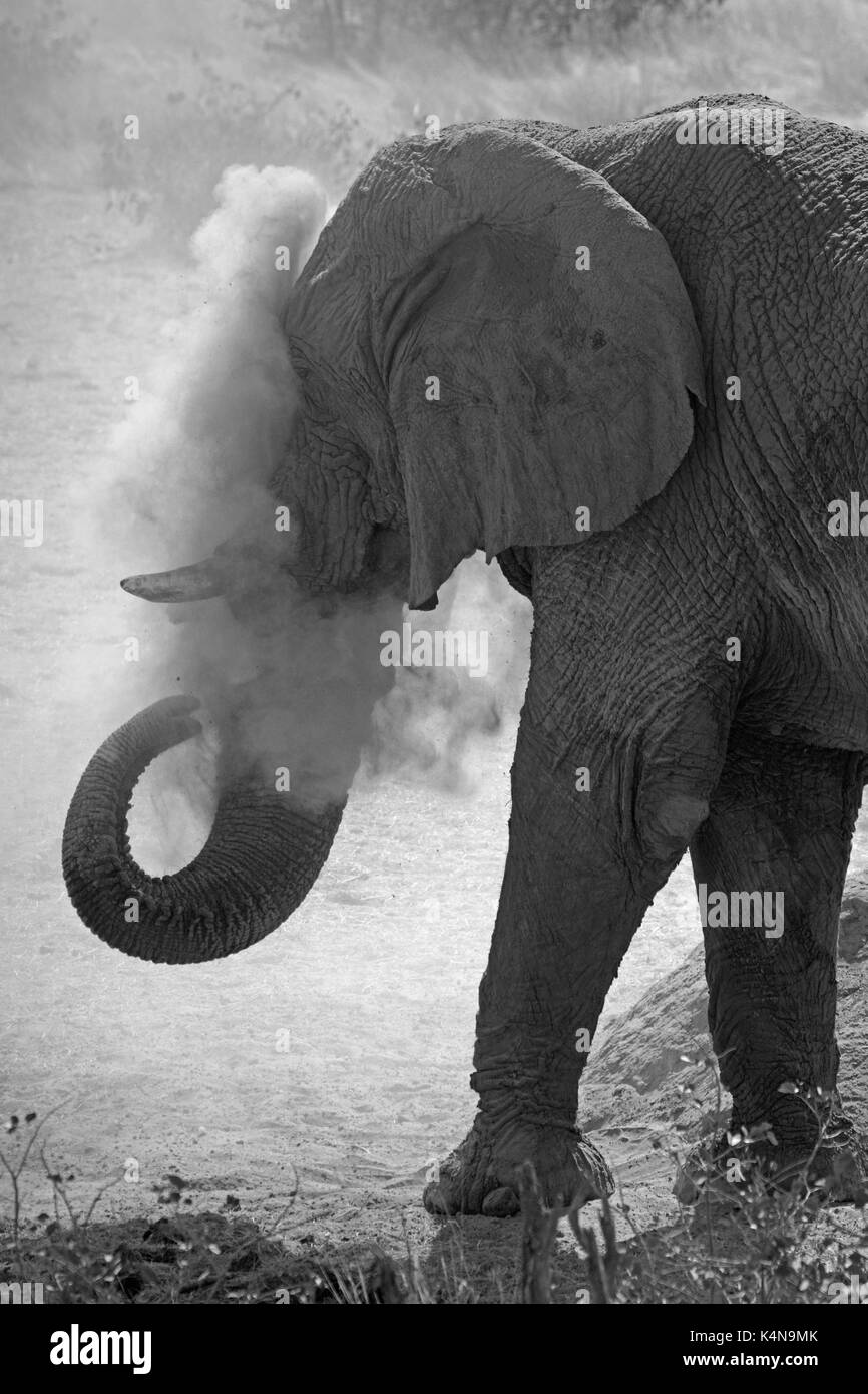 La poussière et de l'éléphant. portrait pris dans le secteur ouest de l'Etosha National Park, Namibie Banque D'Images