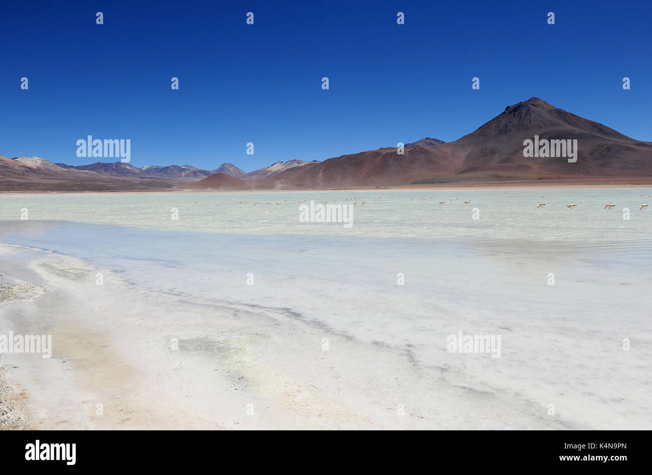 Laguna Blanca, Bolivie Banque D'Images