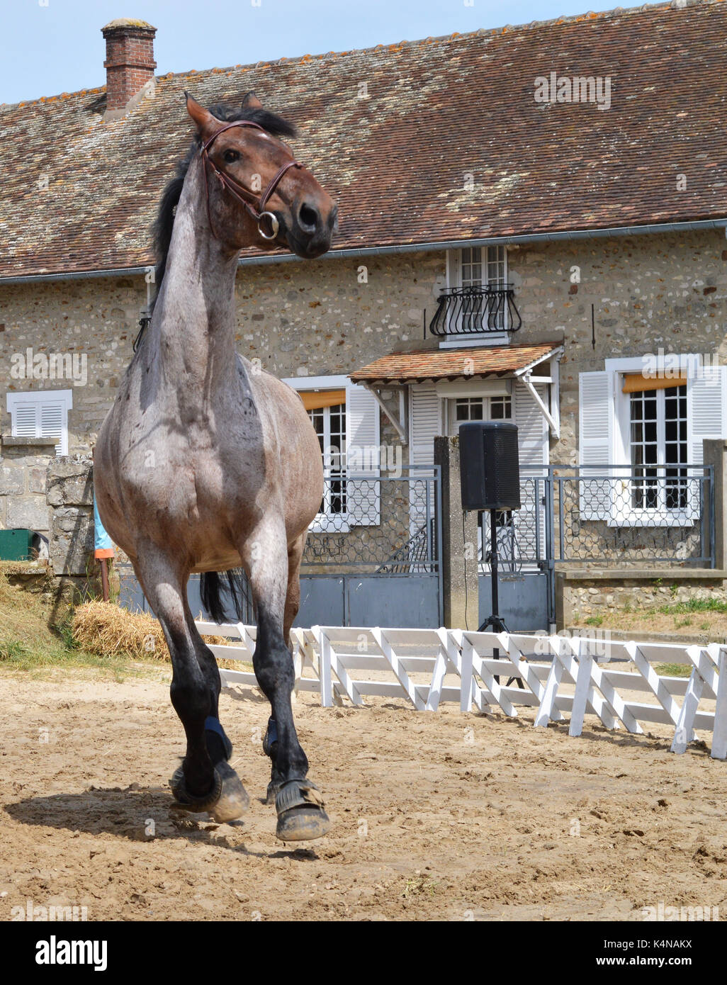 Un cheval qui galope pour se détendre dans un manège. Banque D'Images