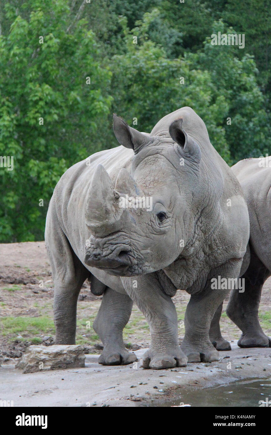 White Rhino dans un zoo en france. Banque D'Images