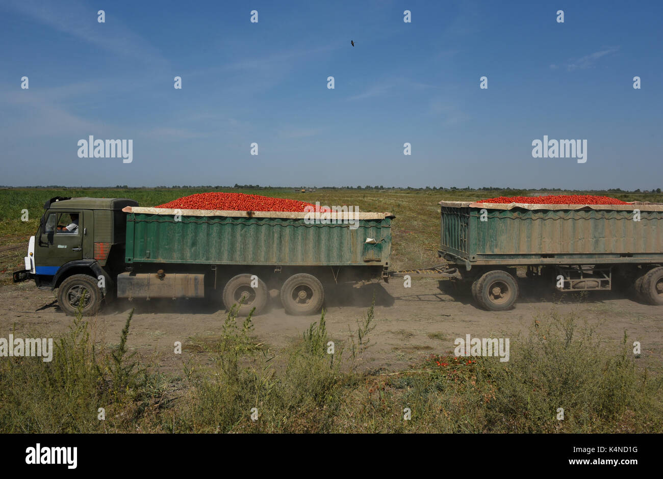 La récolte des cultures de tomates pour la production de pâte de tomate à l'usine 'APK' Astrakhanskiy dans la région d'Astrakhan de Russie Banque D'Images