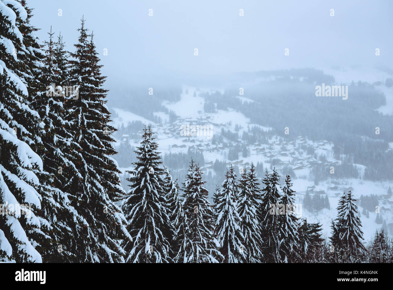 Scène hivernale enneigée. Une forêt de sapins couverte par une neige fraîche. Banque D'Images