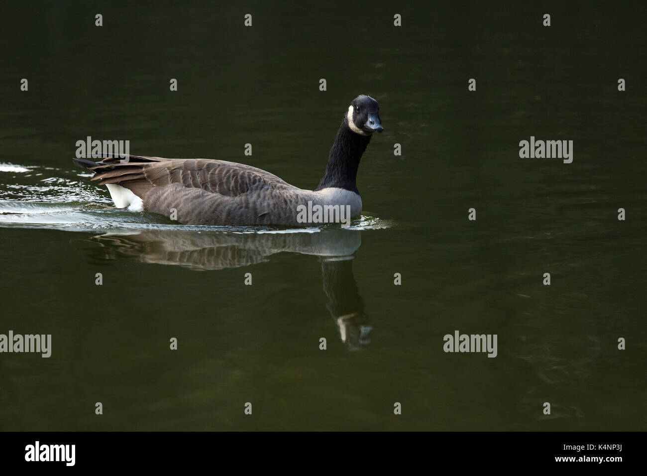 Un Canadien goose nager dans le lac. Banque D'Images