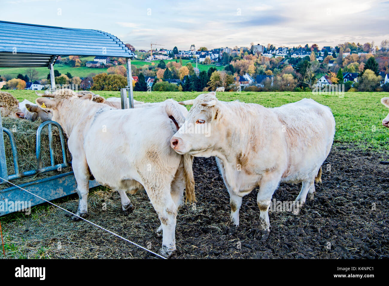 Les vaches en plein air, mâchonnant foin : Kuehe auf der Weide, heu fressend Banque D'Images
