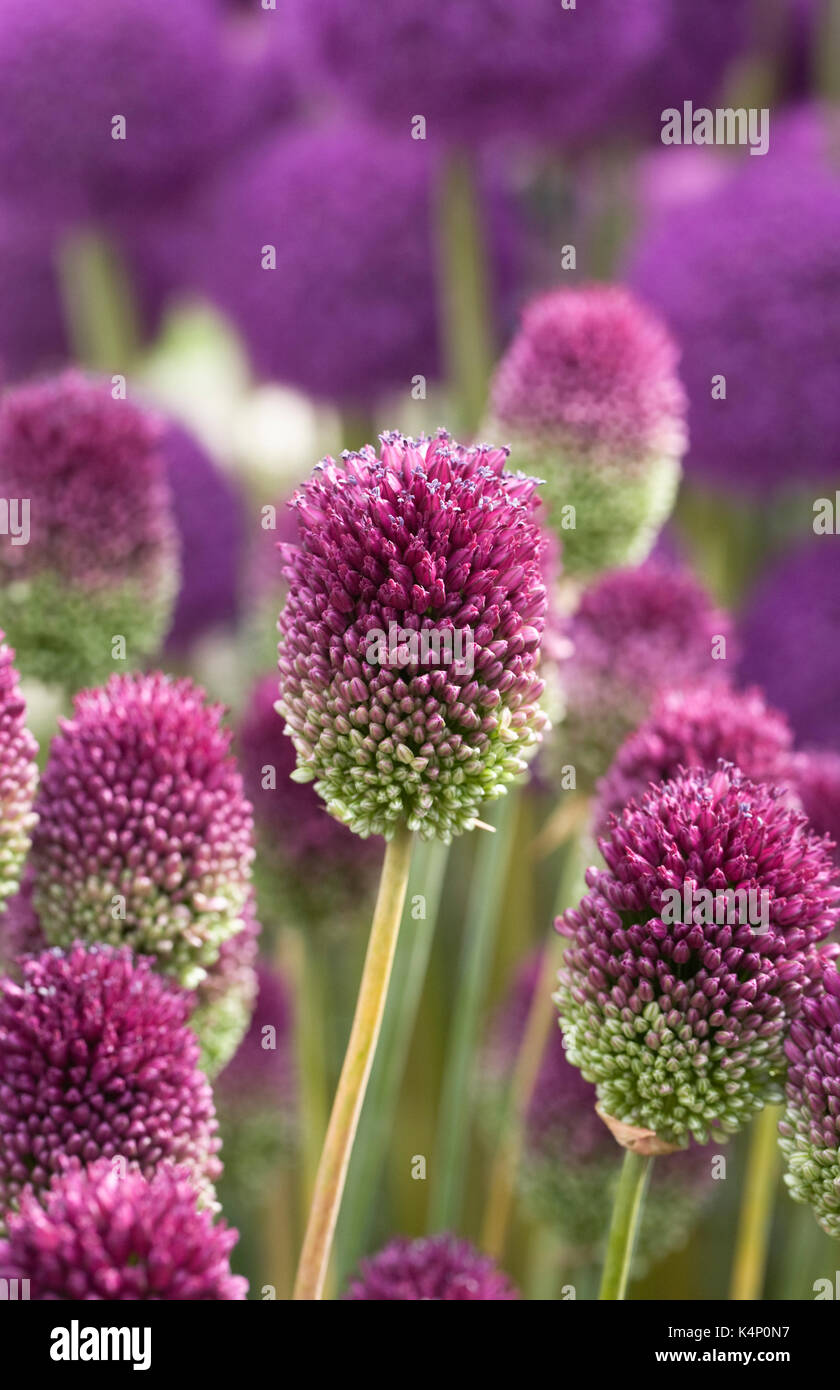 Allium sphaerocephalon fleurs. Banque D'Images