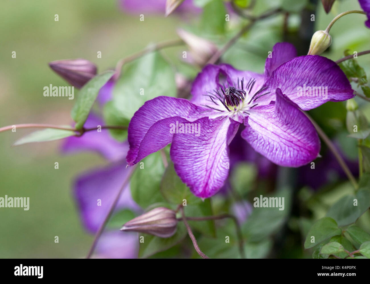 Clematis viticella 'Super Nova' fleur. Banque D'Images