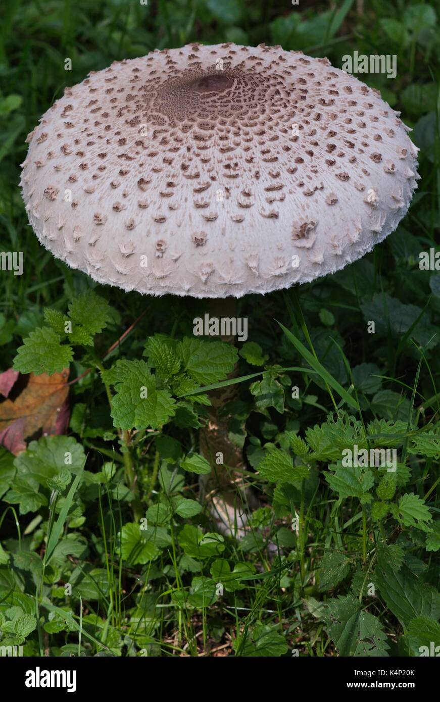 Coulemelle (Macrolepiota procera ou Lepiota procera) Banque D'Images