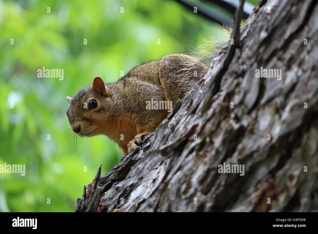 Close up d'un écureuil dans un arbre sur un fond vert Banque D'Images