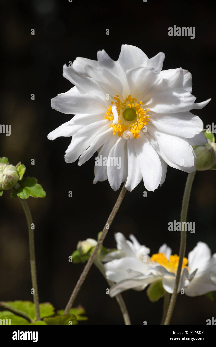 Double fleur blanche de l'anémone japonaise à fleurs de fin d'été, Anemone x hybrida 'Whirlwind' Banque D'Images