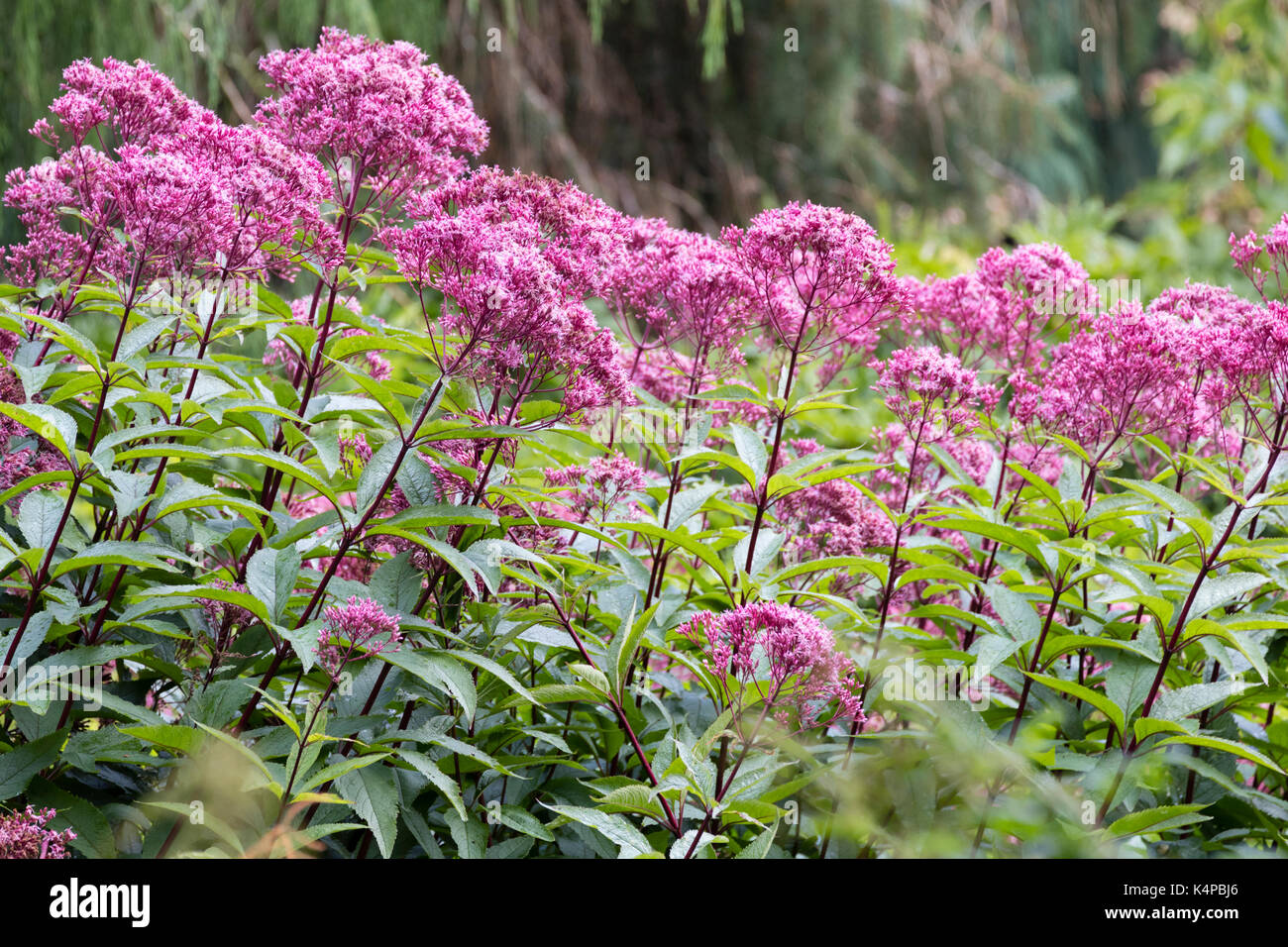 Violet, la fin de l'été fleurs vivaces de l'aigremoine, chanvre Eupatorium cannabinum 'Purple' Bush Banque D'Images