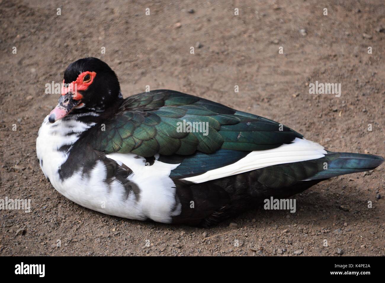 Canard rouge vert masqué blanc à plumes, la Palma, îles Canaries, Espagne Banque D'Images