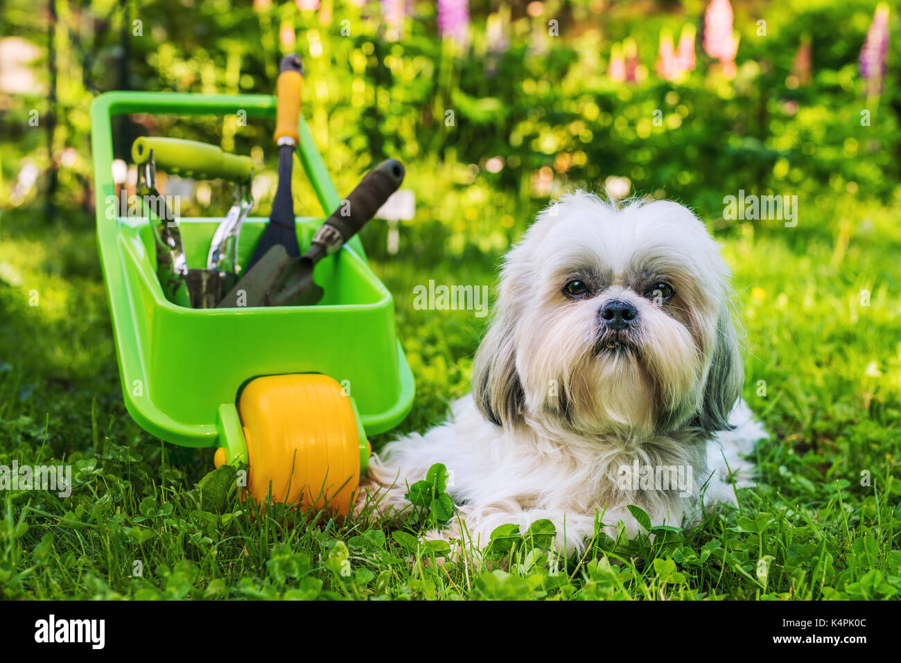 Cute shih tzu chien dans son jardin d'été avec brouette et outils Banque D'Images
