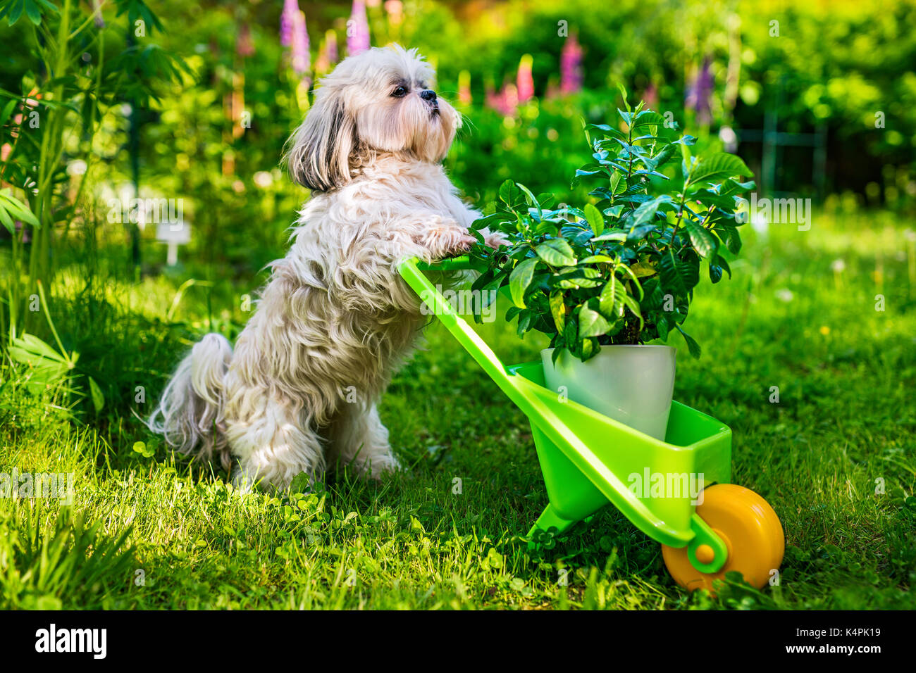 Cute shih tzu chien dans son jardin d'été avec brouette et plante Banque D'Images