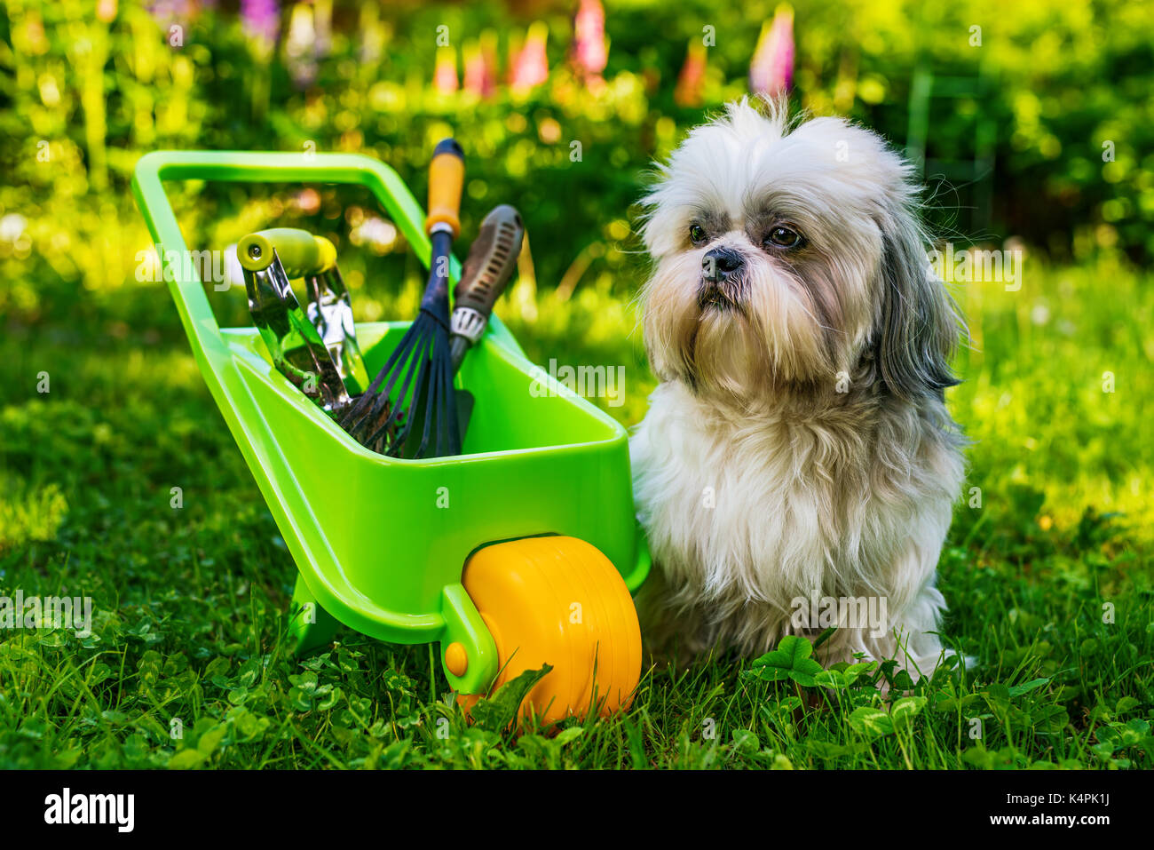 Cute shih tzu chien dans son jardin d'été avec brouette et outils Banque D'Images