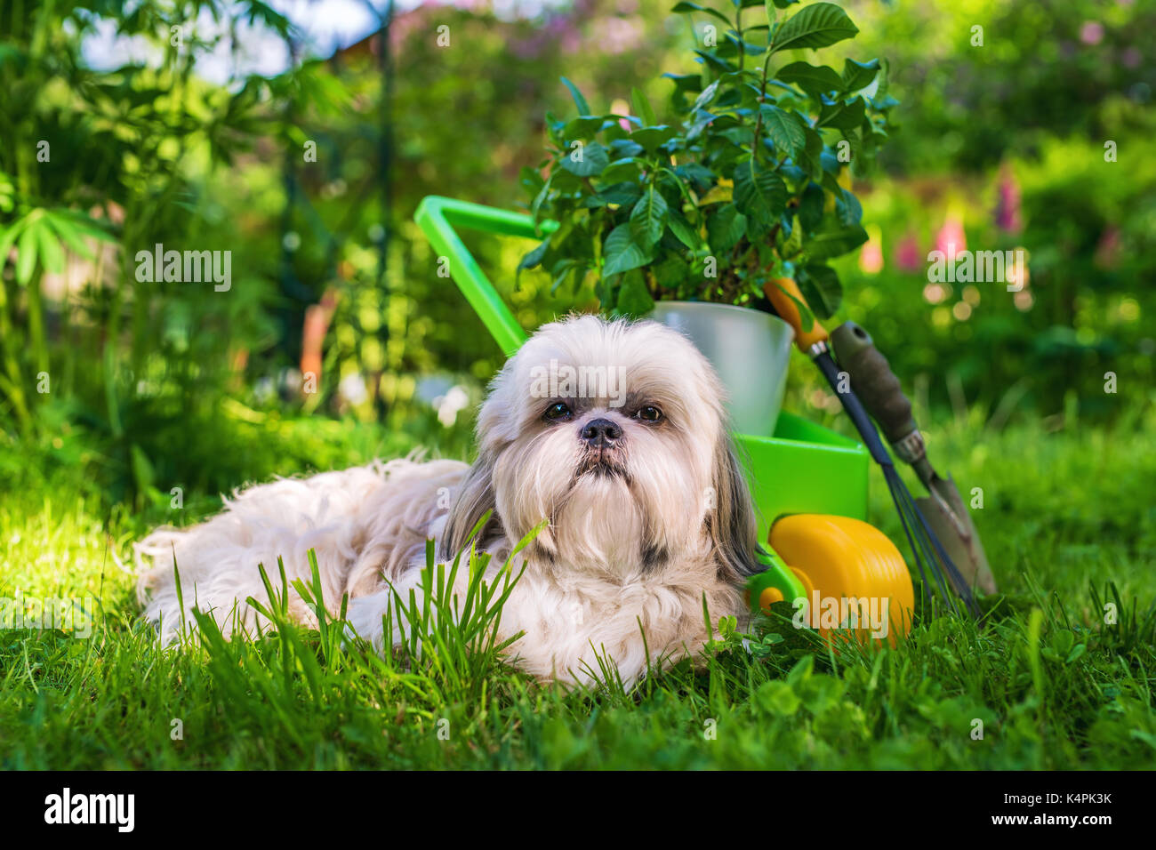 Cute shih tzu chien dans son jardin d'été avec brouette et plante Banque D'Images