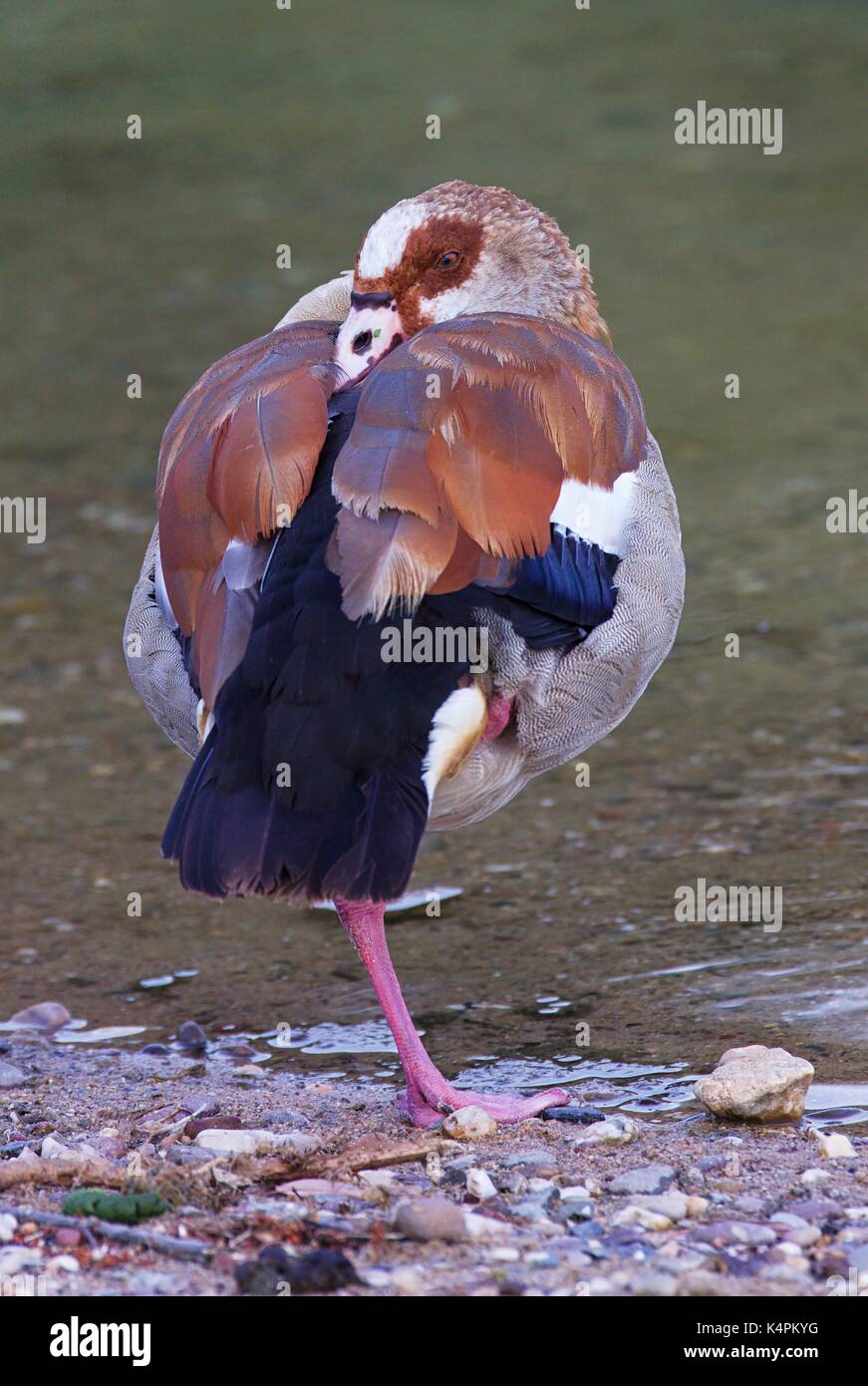 Egyptian goose (Alopochen aegyptiaca) Banque D'Images