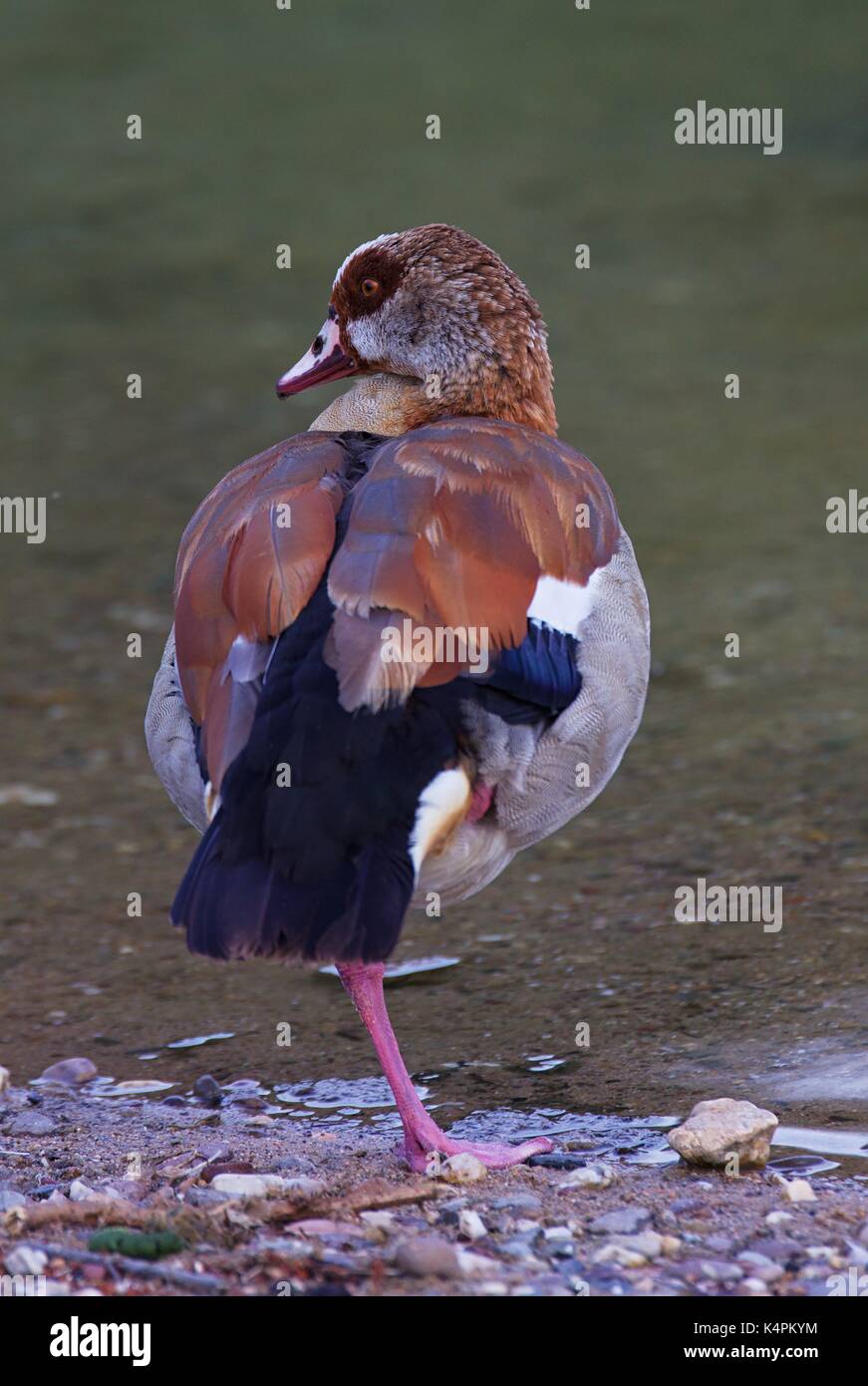Egyptian goose (Alopochen aegyptiaca) Banque D'Images
