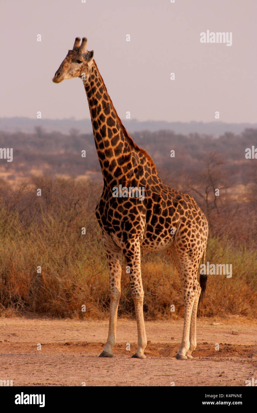 Girafe et de prairies sauvages dans serowe, botswana Banque D'Images