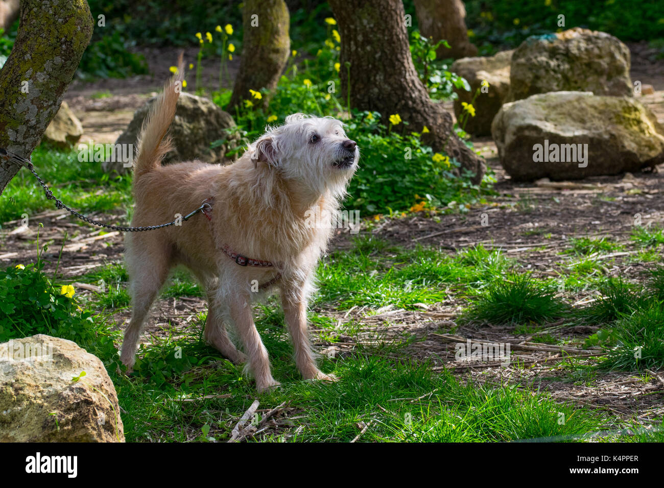 Un chien de couleur crème, enchaînés à un arbre, attend avec impatience son propriétaire de fonctionner librement et jouer dans la campagne. Fourrure hirsute, sympathique chien ludique Banque D'Images