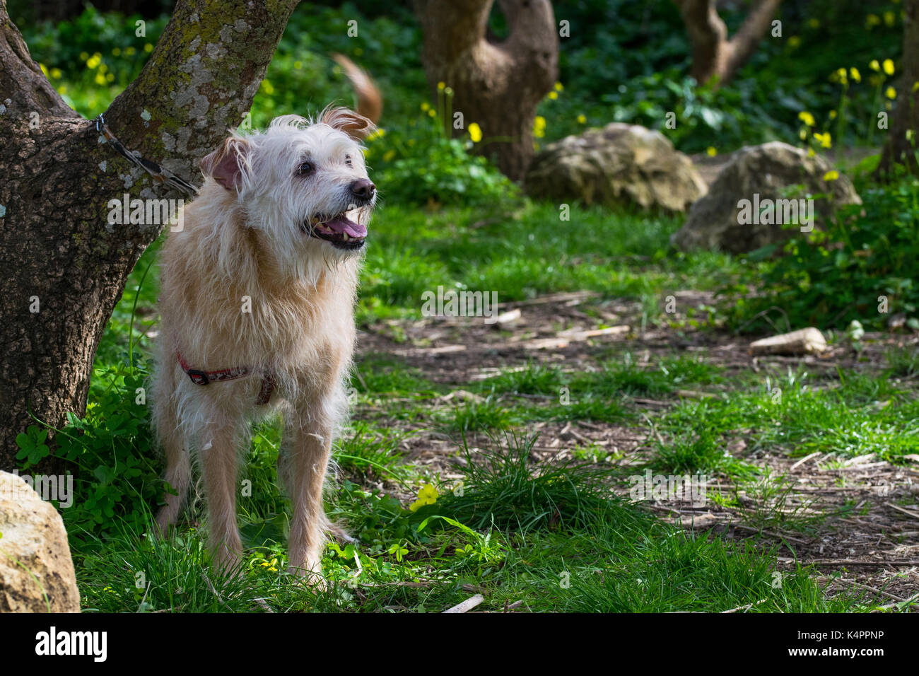 Un chien de couleur crème, enchaînés à un arbre, attend avec impatience son propriétaire de fonctionner librement et jouer dans la campagne. Fourrure hirsute, sympathique chien ludique Banque D'Images