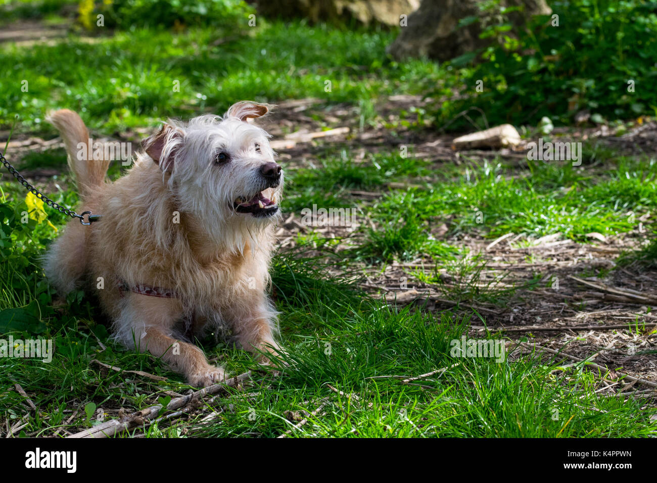 Un chien de couleur crème, enchaînés à un arbre, attend avec impatience son propriétaire de fonctionner librement et jouer dans la campagne. Fourrure hirsute, sympathique chien ludique Banque D'Images