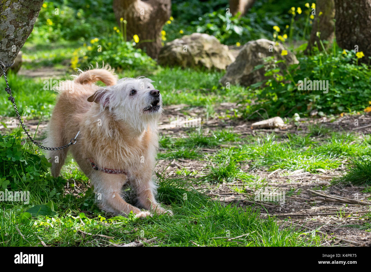 Un chien de couleur crème, enchaînés à un arbre, attend avec impatience son propriétaire de fonctionner librement et jouer dans la campagne. Fourrure hirsute, sympathique chien ludique Banque D'Images