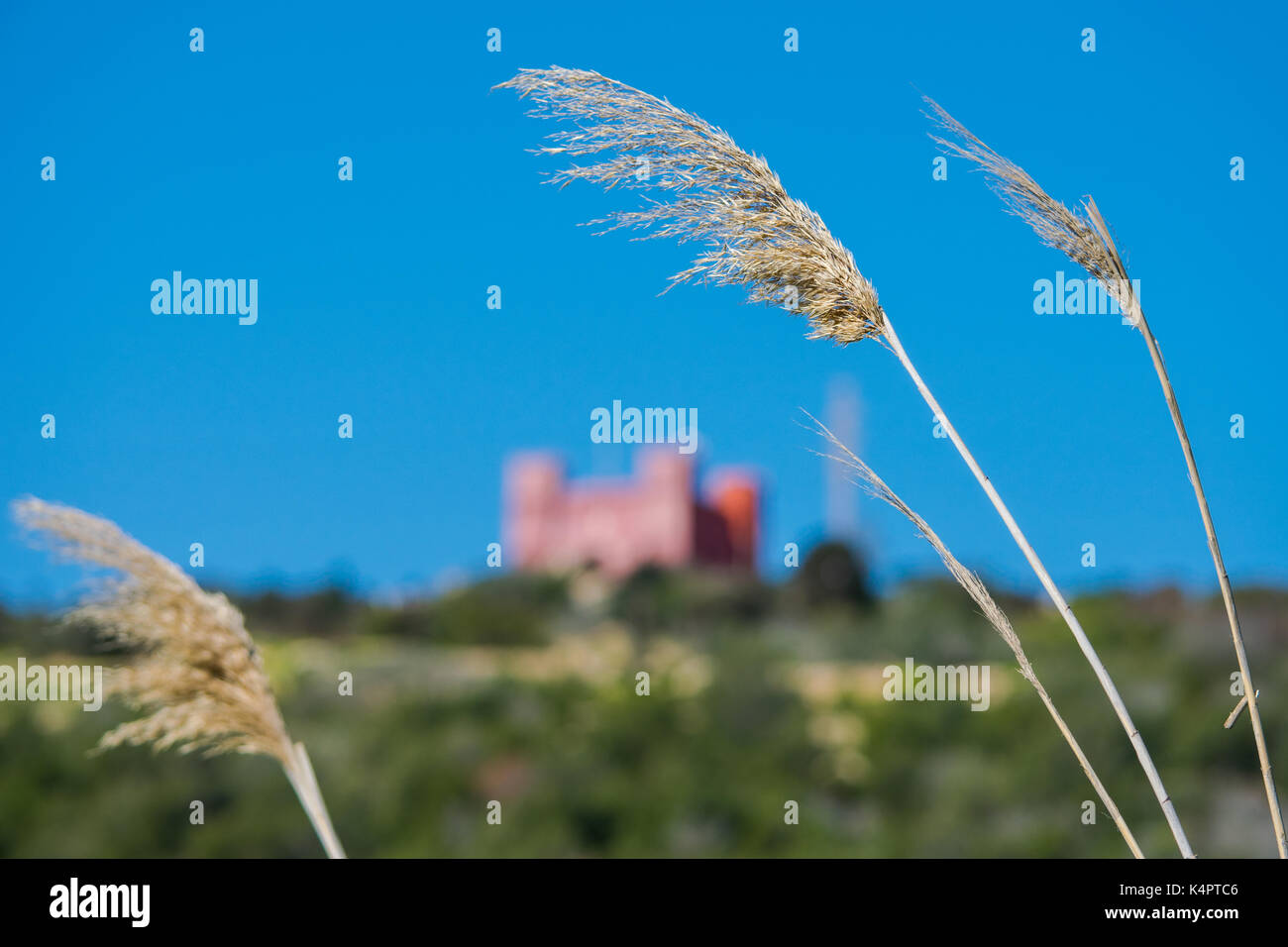 Une vue sur la campagne dans la partie nord de Malte, avec des roseaux communs, Foresta 2000 et la Tour Rouge au loin. Banque D'Images