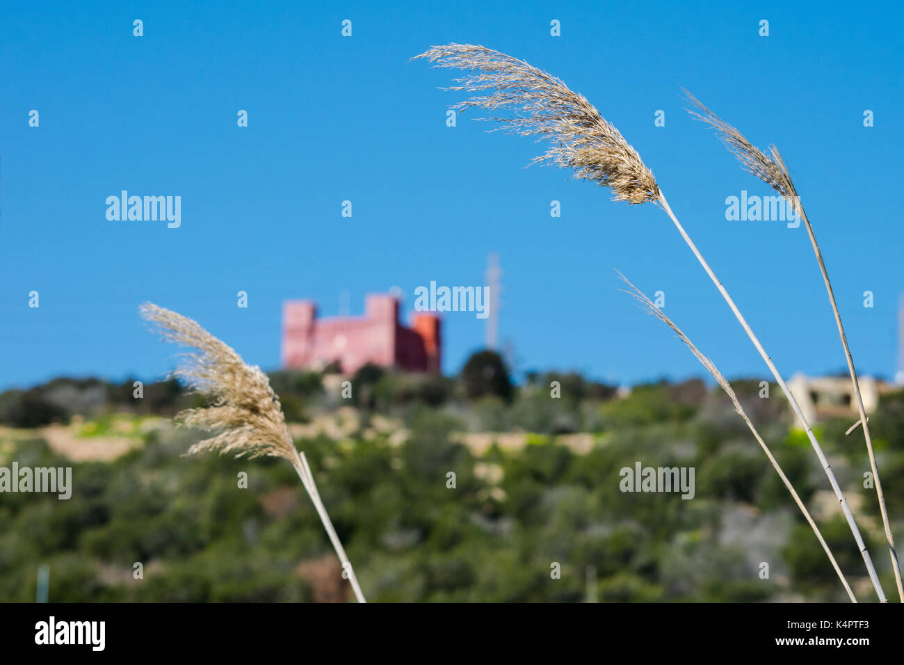 Une vue sur la campagne dans la partie nord de Malte, avec des roseaux communs, Foresta 2000 et la Tour Rouge au loin. Banque D'Images