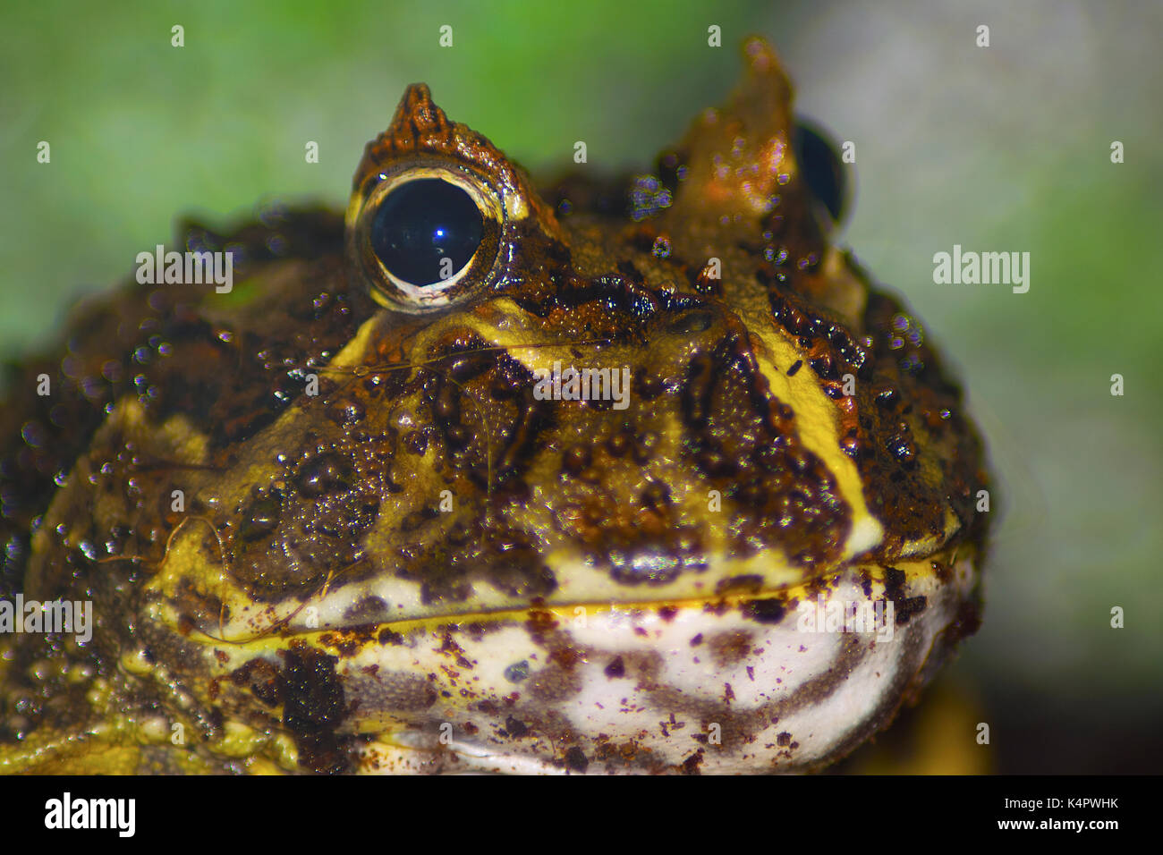 Macro photo d'une grenouille cornue brésilien. Banque D'Images