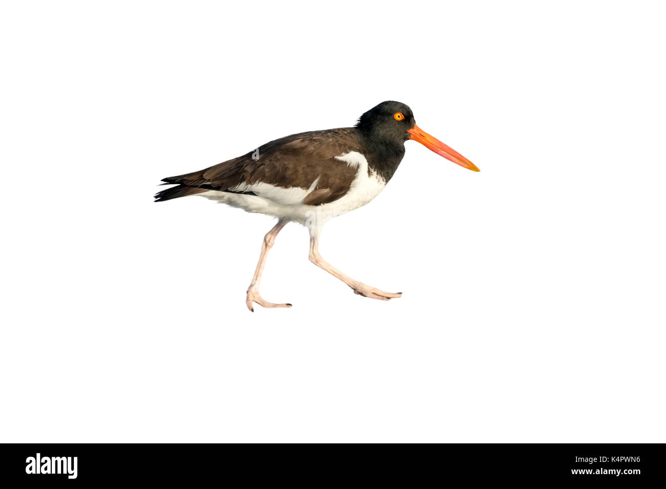 Huîtrier d'Amérique (Haematopus palliatus) isolé sur fond blanc. Banque D'Images