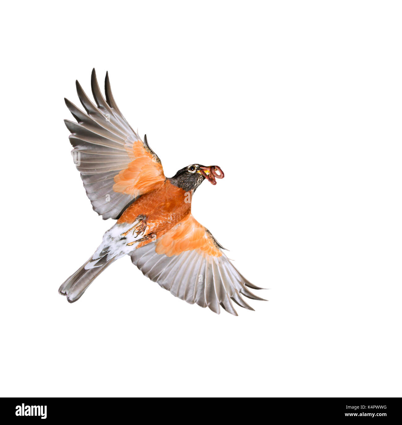 Male merle d'Amérique (Turdus migratorius), volant avec des vers dans le bec, isolé sur fond blanc. Banque D'Images