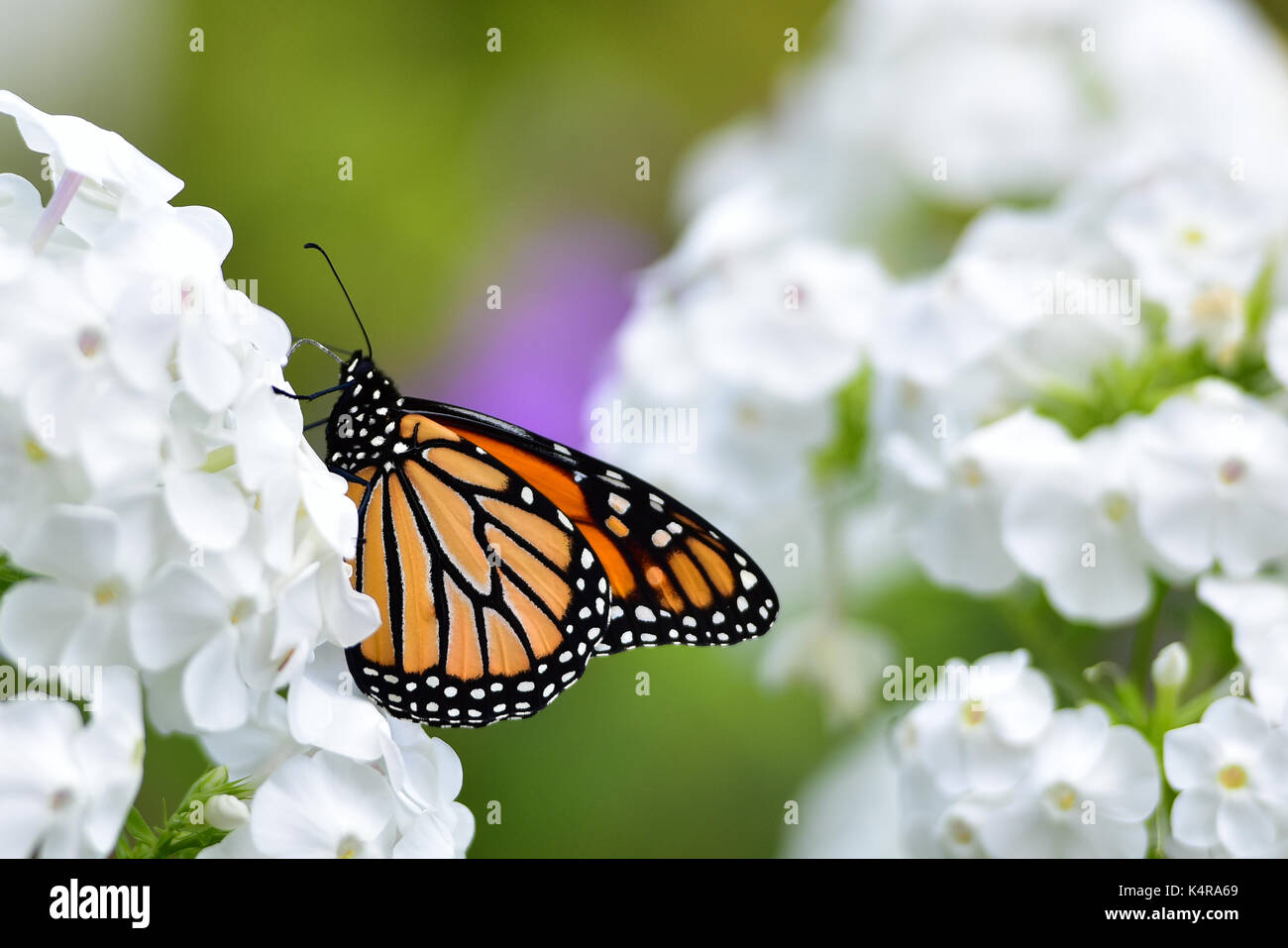 Le monarque se nourrissant de fleurs phlox blanc dans le jardin de spéculateur, New York, NY USA Banque D'Images