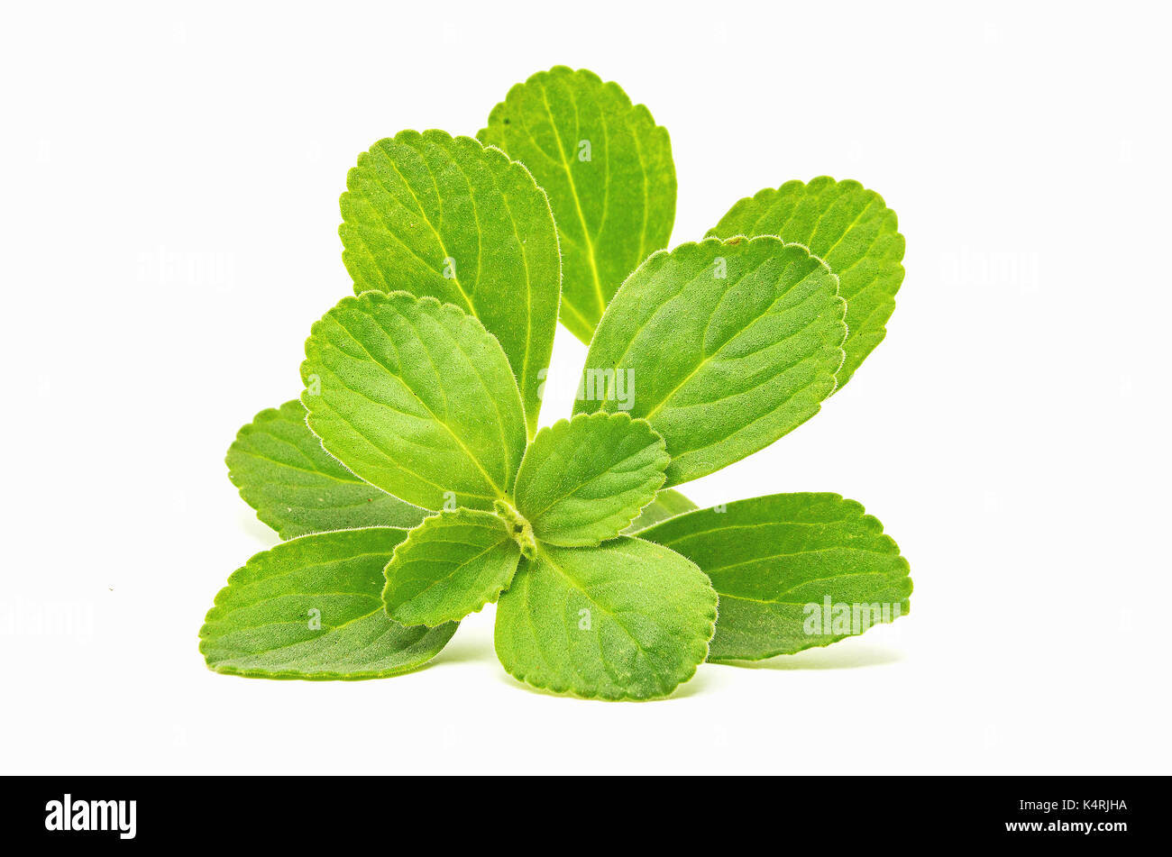 Boldo feuilles : plante verte appelée Boldo da Terra. Plante utilisée pour faire du thé et des produits médicinaux. Plant isolé sur blanc. Banque D'Images