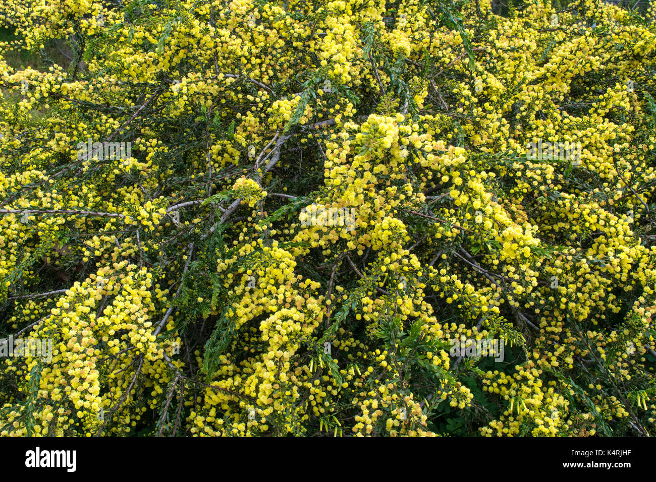 Acacia Acacia baileyana, indigènes, la floraison en septembre annonce le printemps des antipodes, Melbourne, Australie Banque D'Images