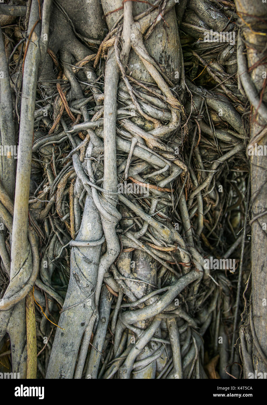Les racines des arbres enchevêtrés au motif de Wat Phra Kaew, Bangkok, Thaïlande. Banque D'Images