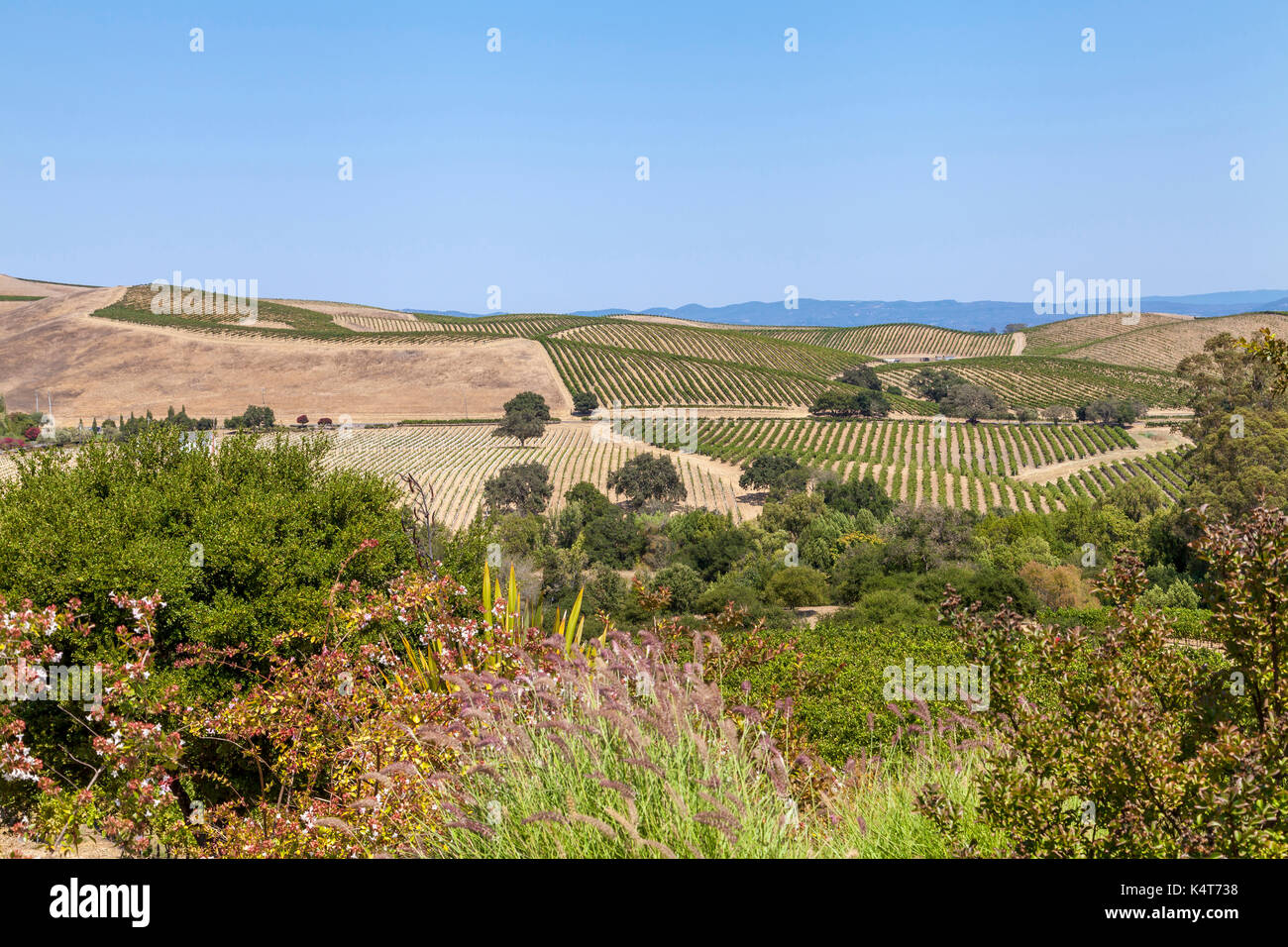 Collines de Artesa Winery et Domaine viticole de Sonoma, CA, USA Banque D'Images