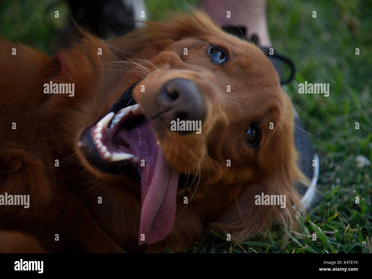 Chien de thérapie Banque D'Images