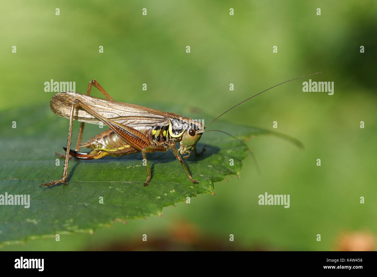 Un roesel's bush-cricket (metrioptera roeselii) perché sur le bord de la feuille. Banque D'Images