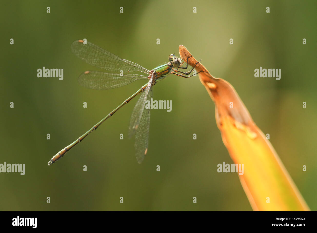 Une rare mouche d'émeraude de saule (Chalcolestes viridis) perchée à la pointe d'un roseau. Banque D'Images