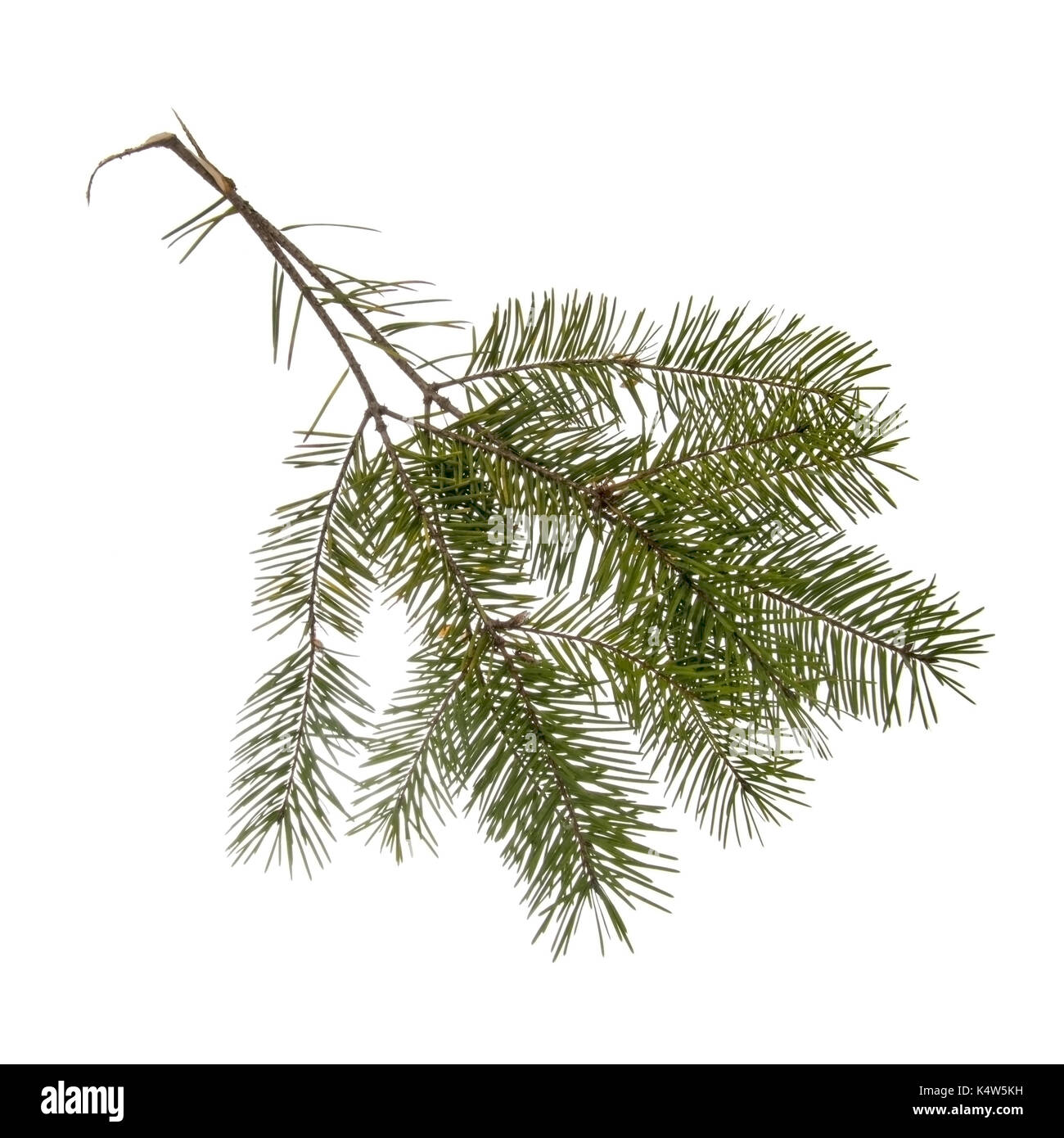 Deux branches de pin et de sapin à partir d'un arbre de Noël. isolé sur blanc. Banque D'Images