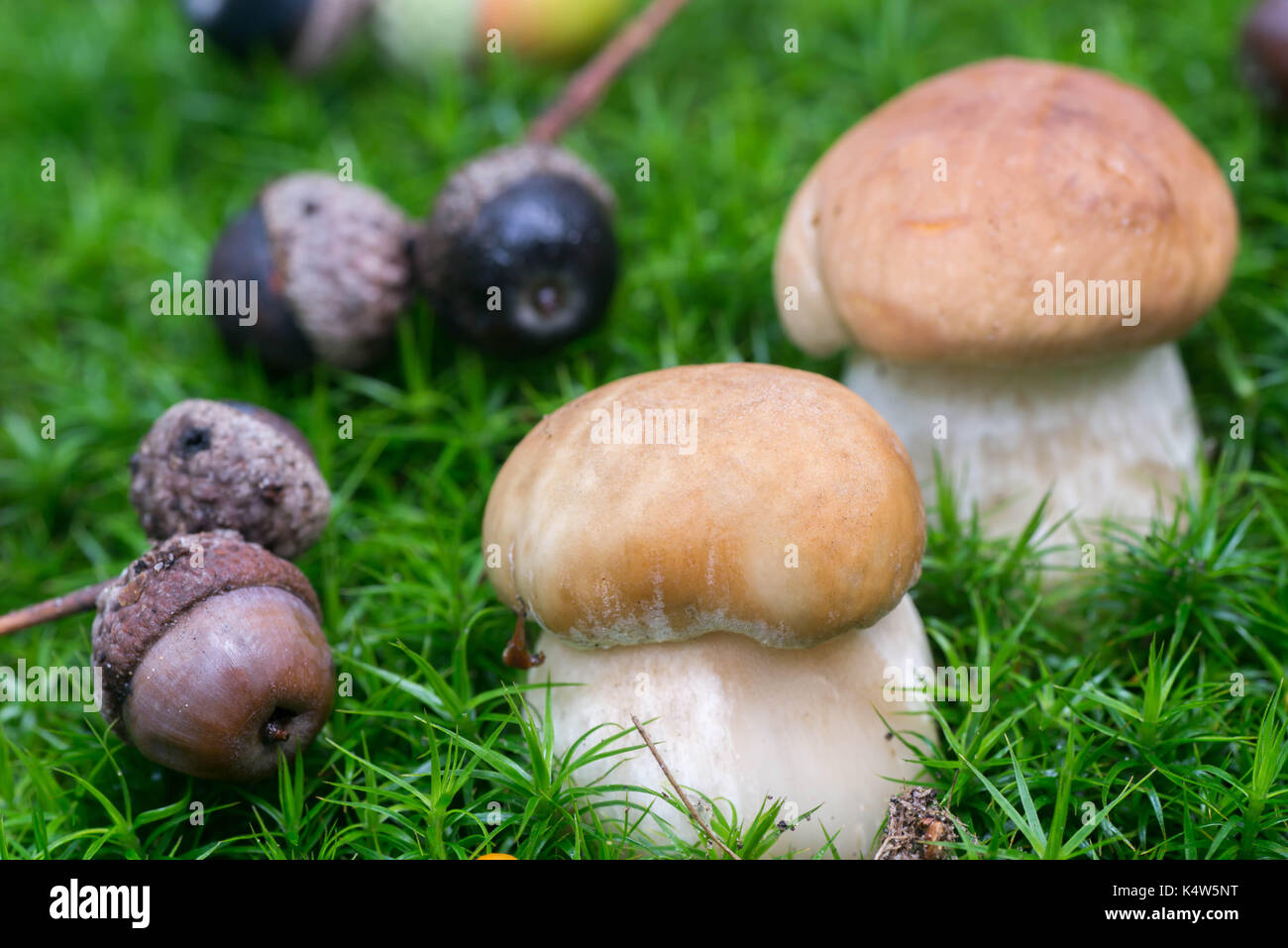 Les glands et champignons porcini de moss point sélective macro Banque D'Images