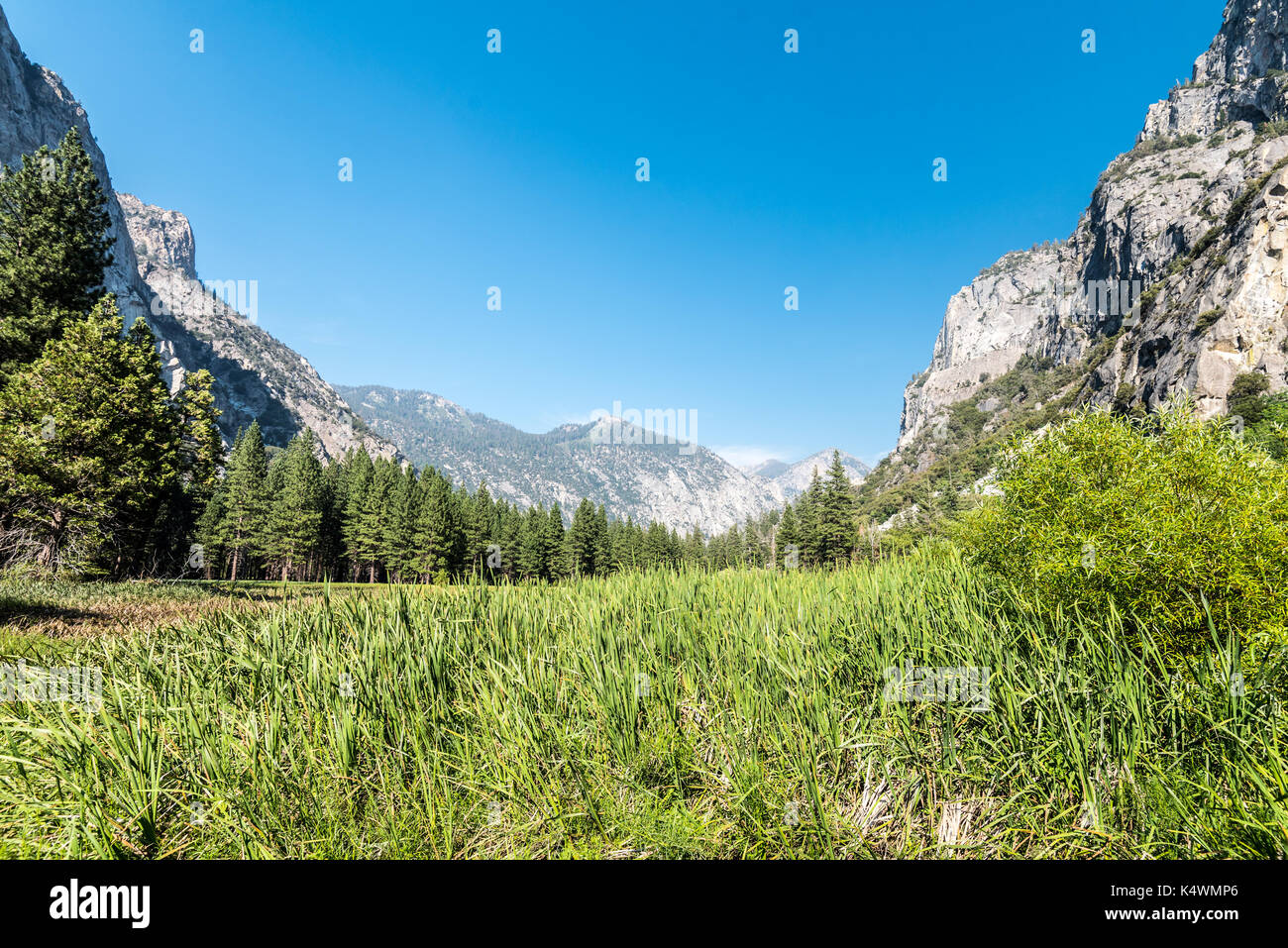 Meadow en zumwalt le parc national Kings Canyon dans californioa Banque D'Images